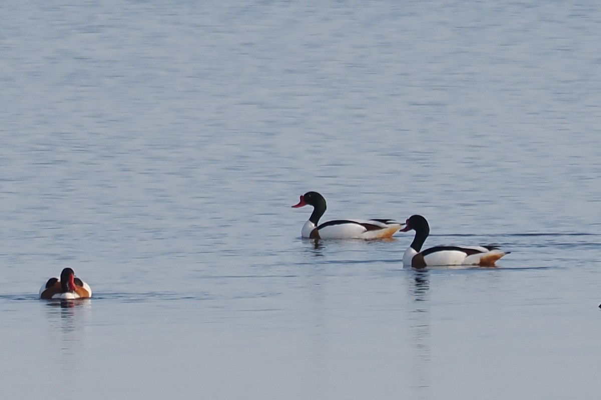 Paita arrunta - ML646964345