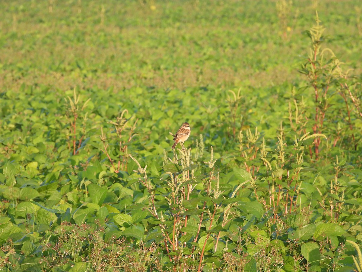 Трав'янка східна - ML646964347