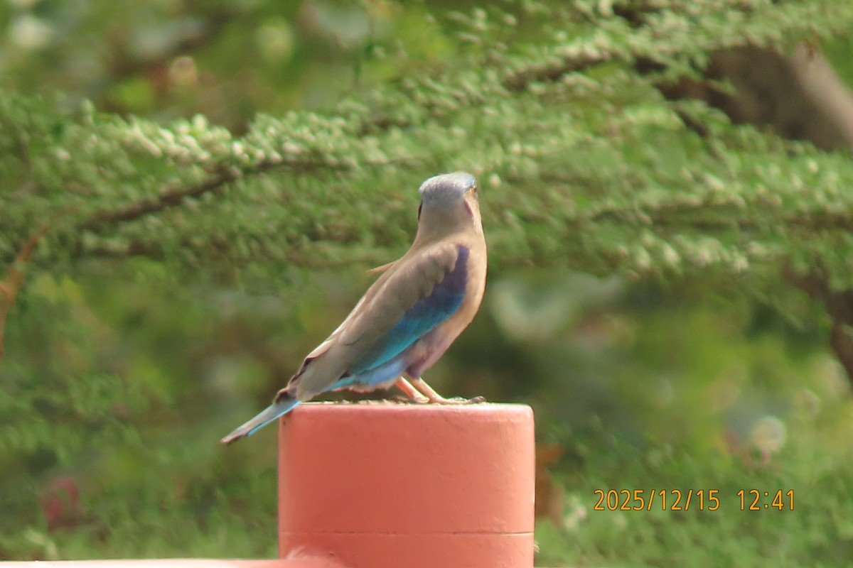 Carraca Indochina - ML646964350