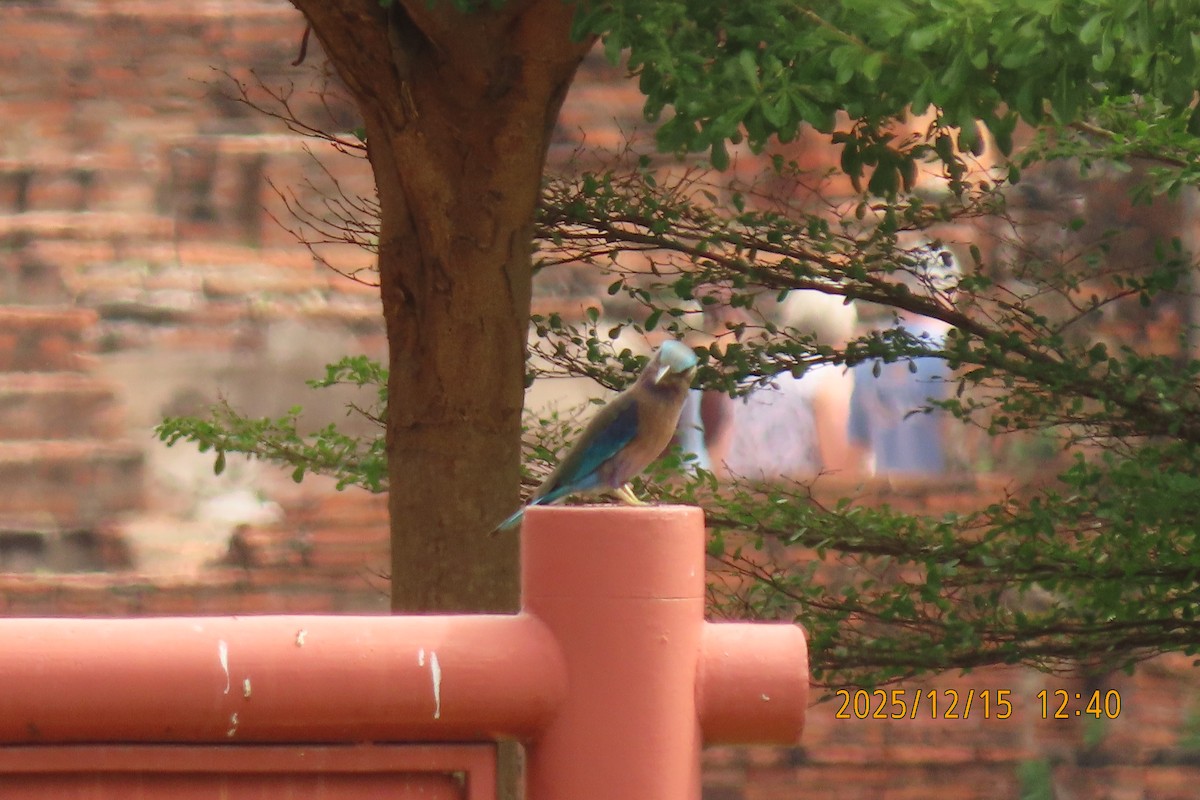 Carraca Indochina - ML646964351