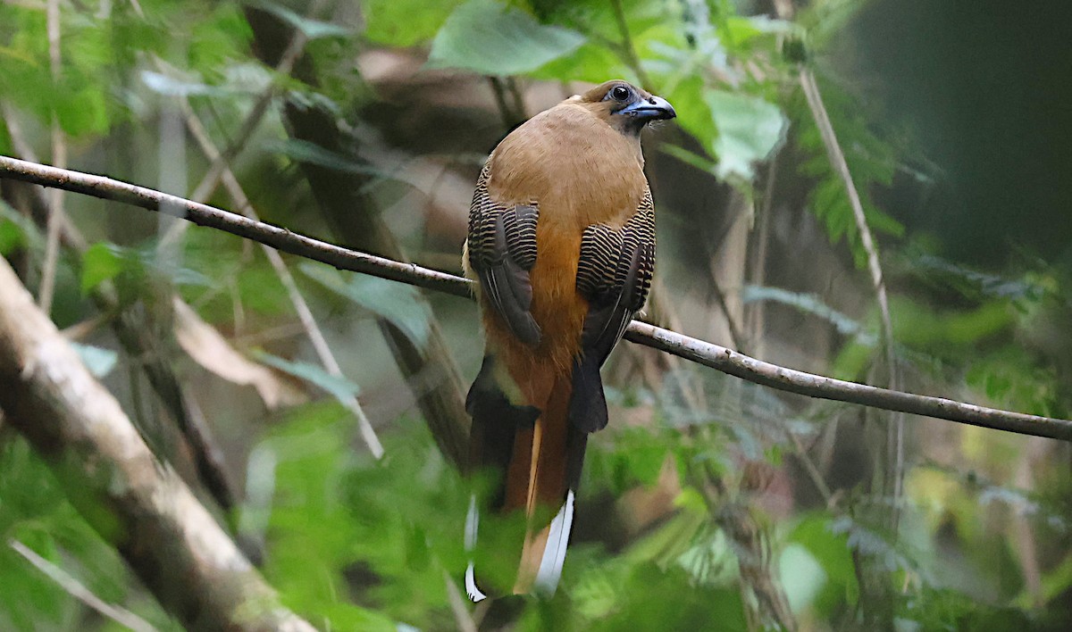 Red-naped Trogon - ML646964361