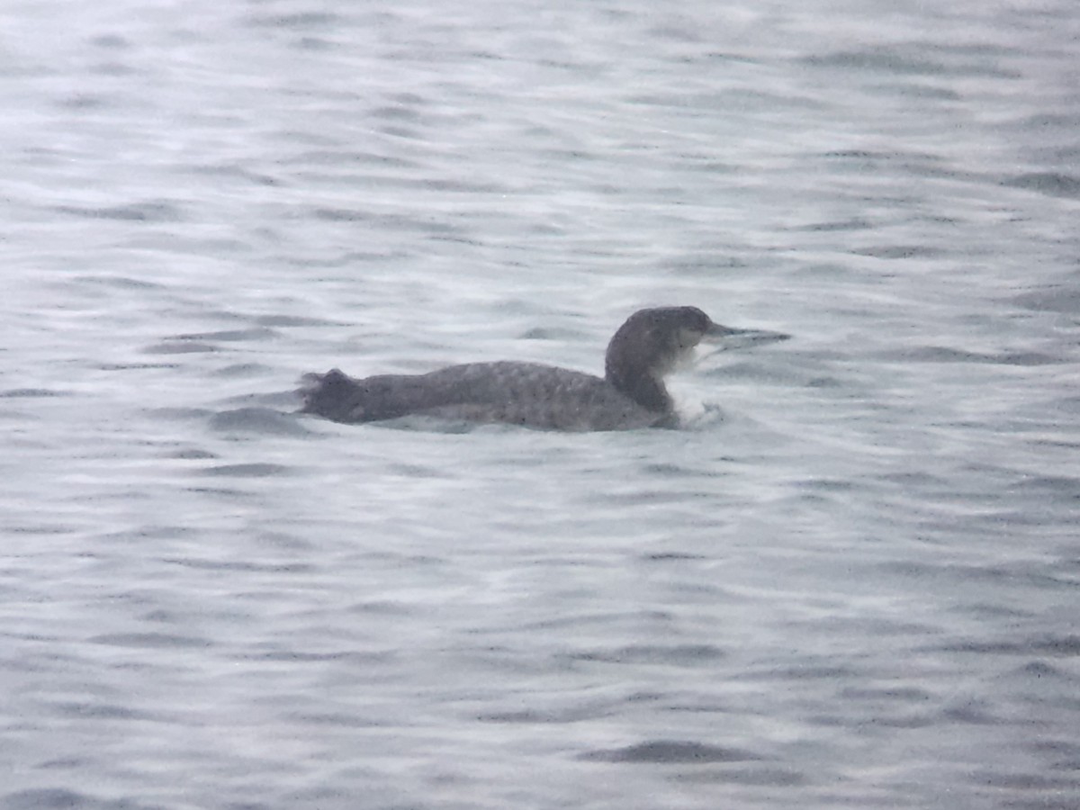 Common Loon - ML646964363