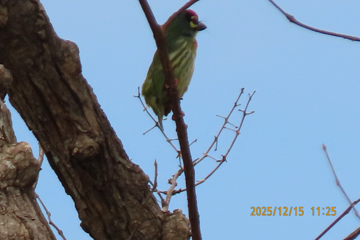 ムネアカゴシキドリ - ML646964364