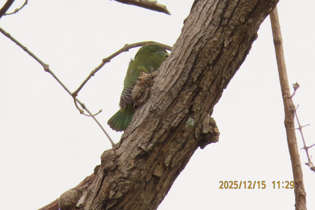 ムネアカゴシキドリ - ML646964365