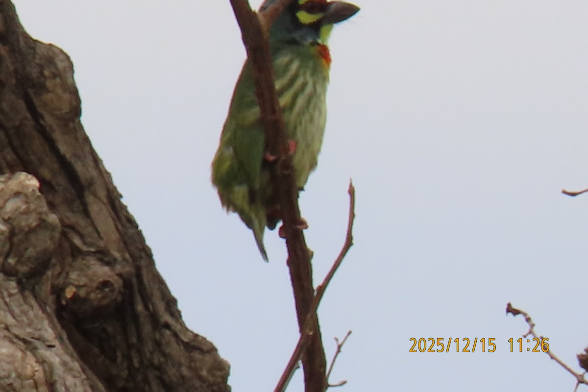 ムネアカゴシキドリ - ML646964366