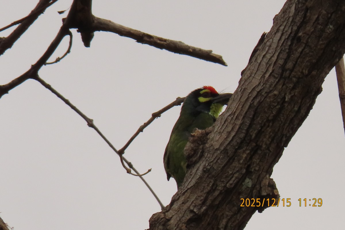 ムネアカゴシキドリ - ML646964367