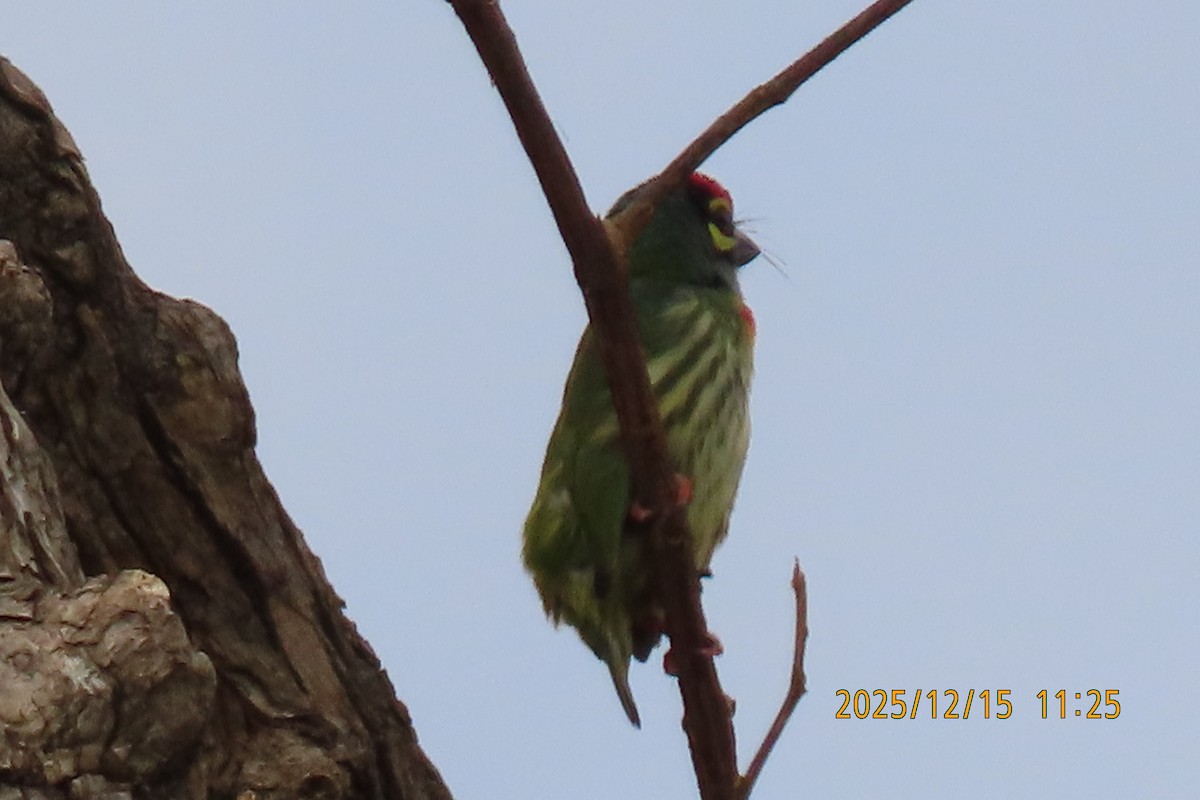 ムネアカゴシキドリ - ML646964368