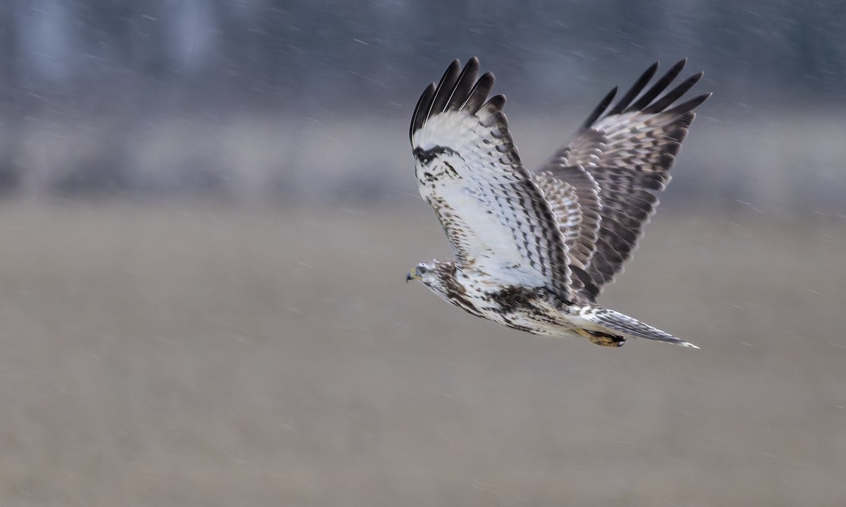 Common Buzzard - ML646964371