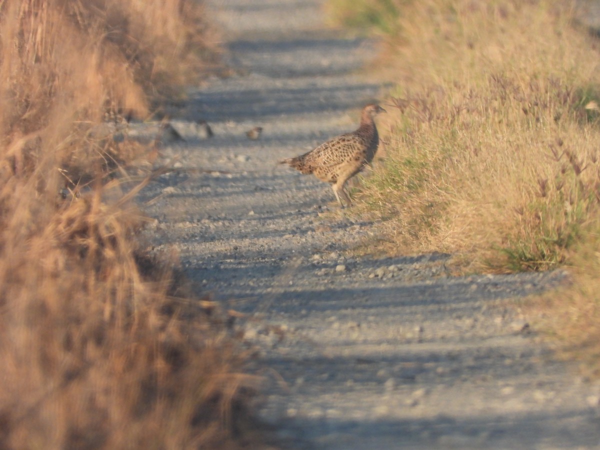Фазан звичайний - ML646964372