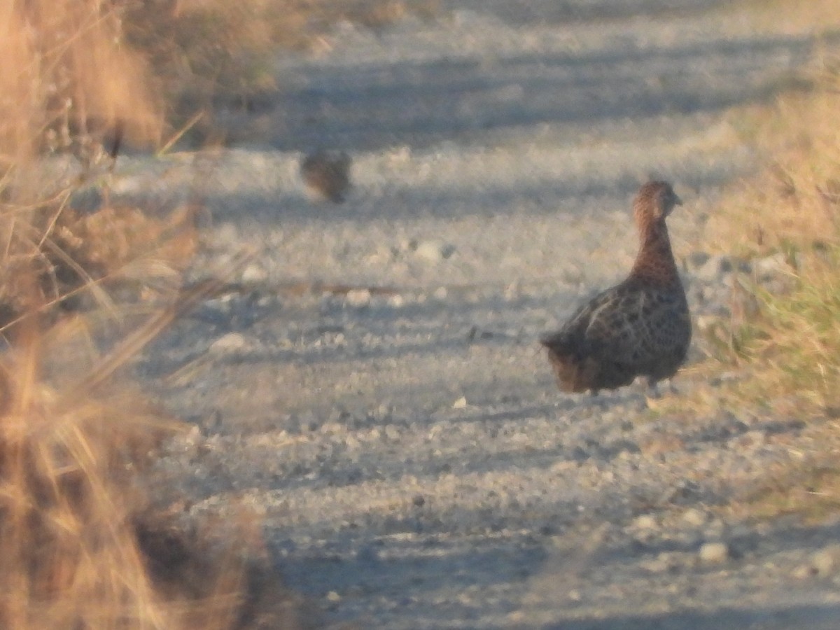 Фазан звичайний - ML646964373