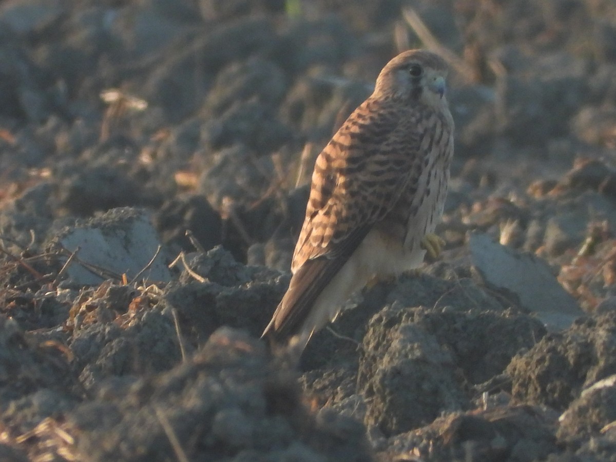 Боривітер звичайний - ML646964380