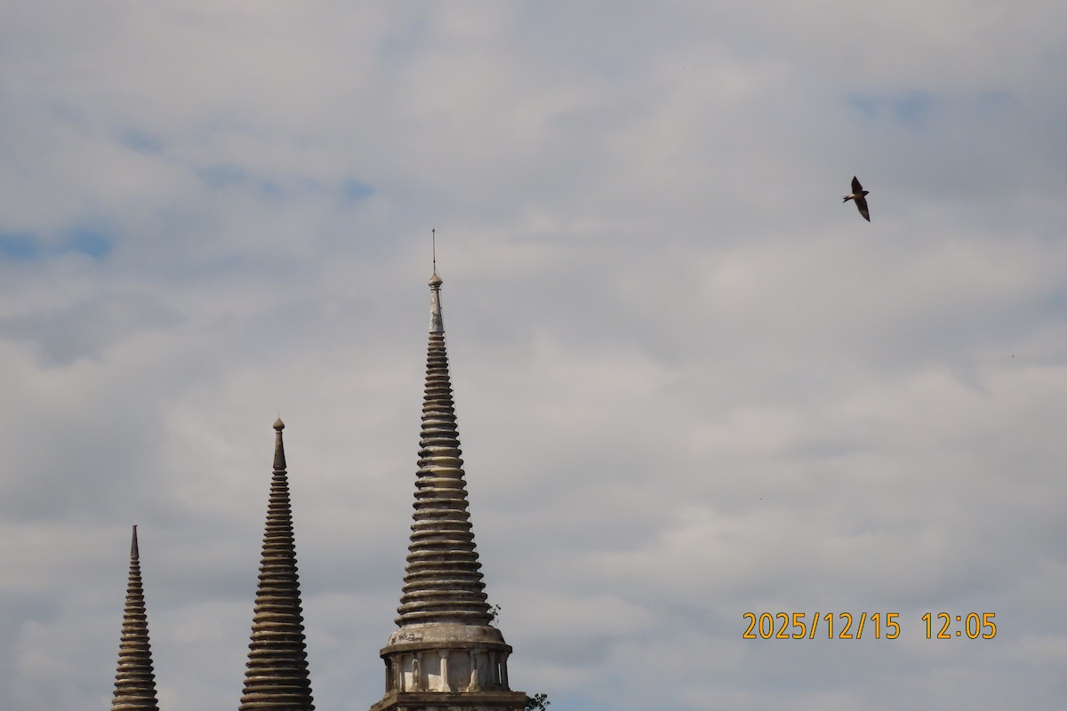 Abejaruco Coliazul - ML646964382