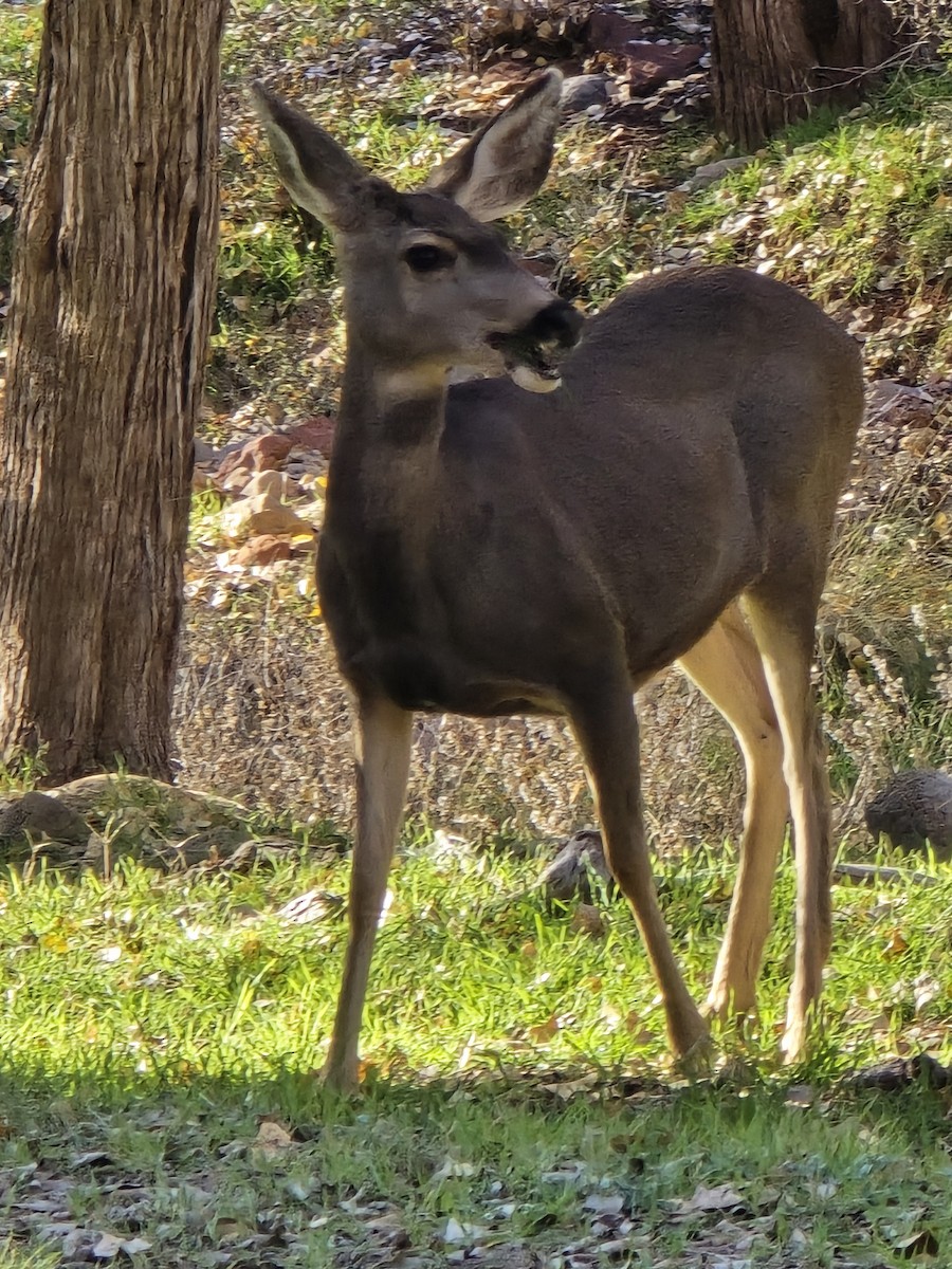Mule Deer - ML646964388