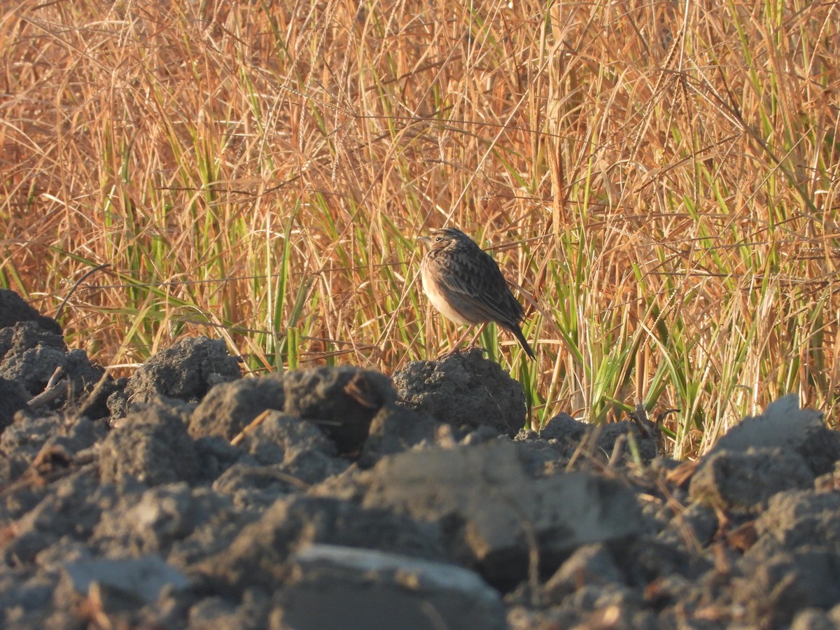 Жайворонок індійський - ML646964392