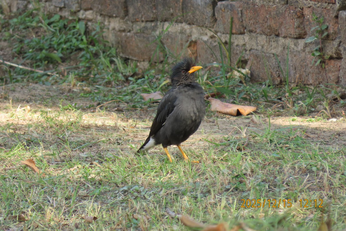 Miná Grande - ML646964393