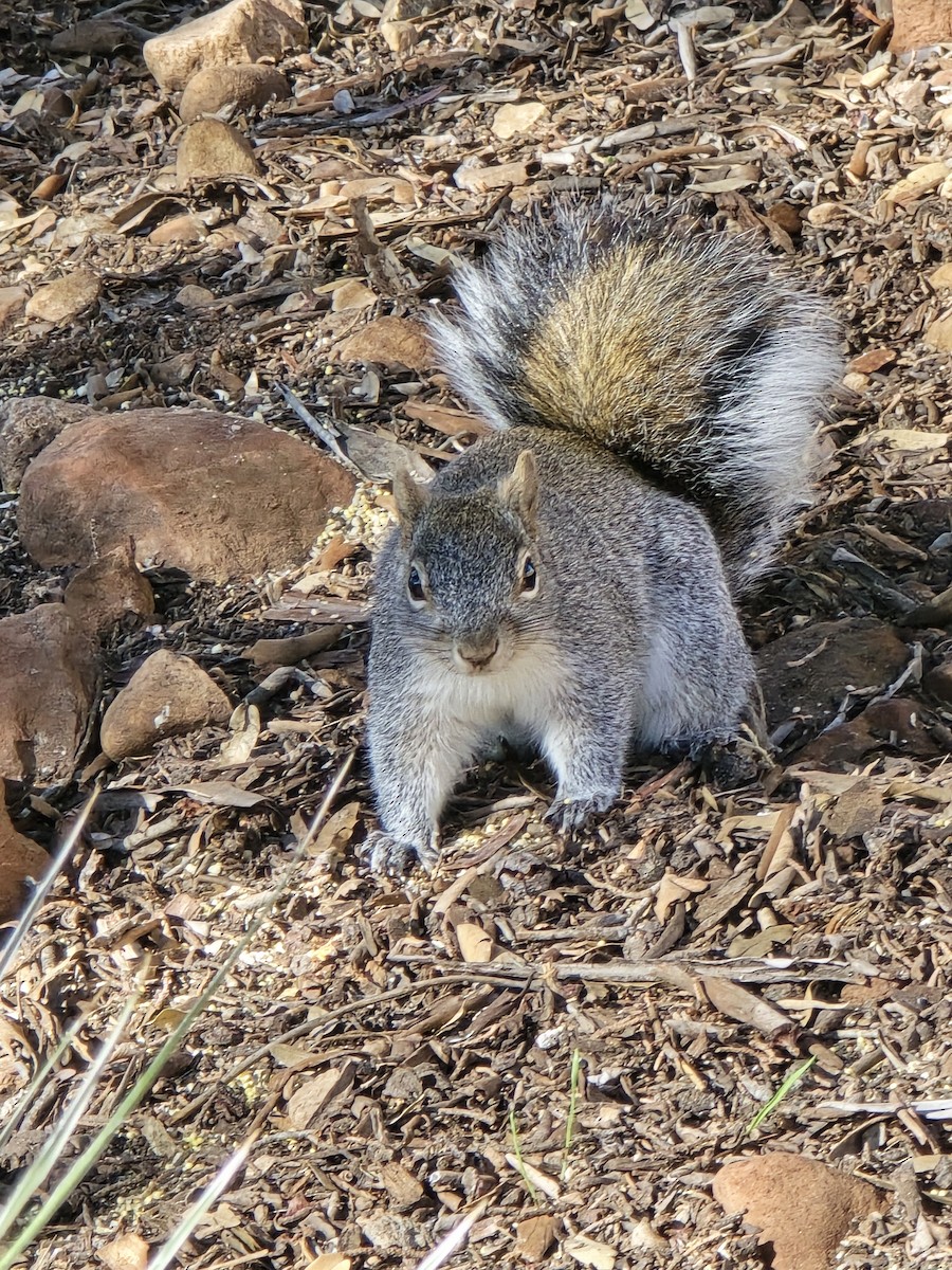 Arizona Gray Squirrel - ML646964396
