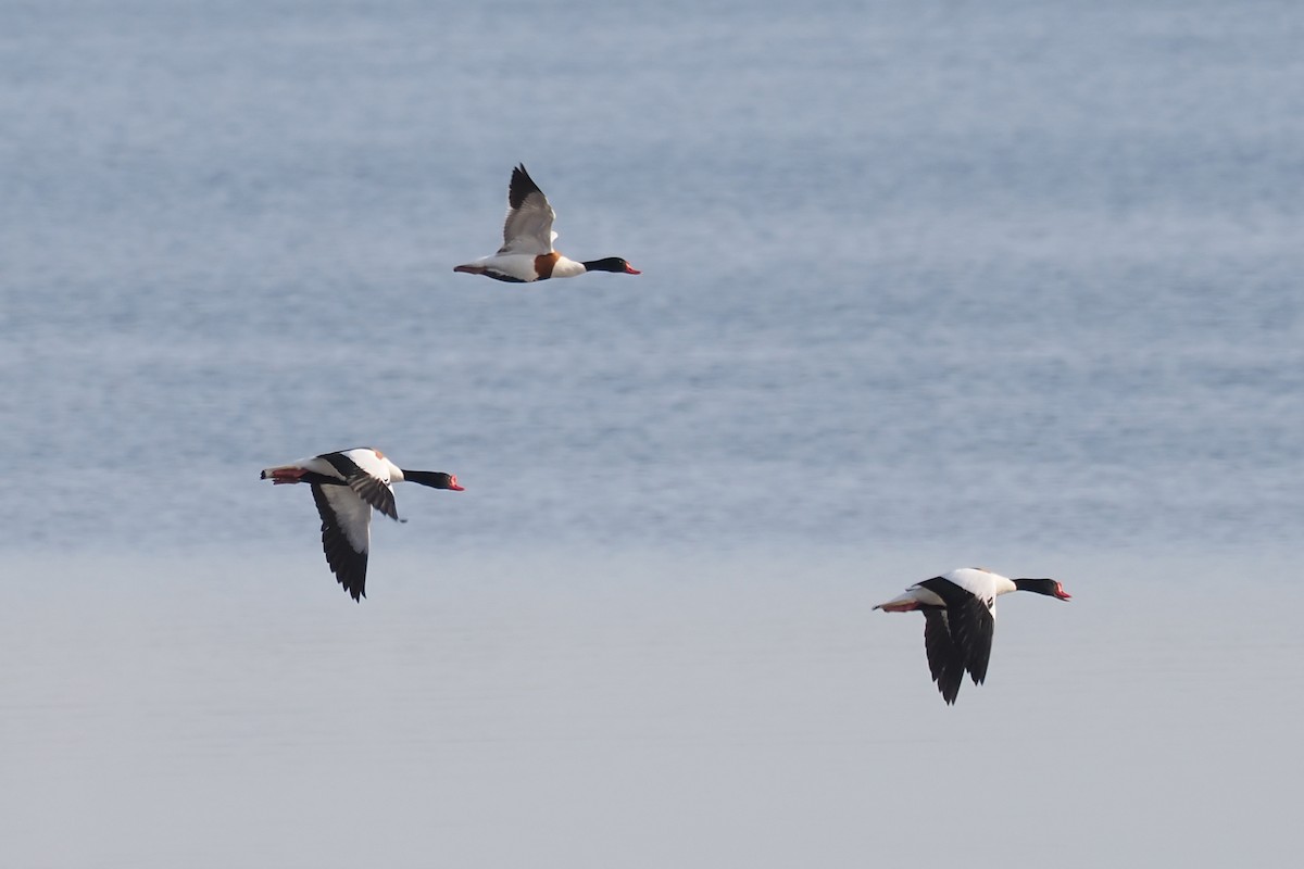 Paita arrunta - ML646964400