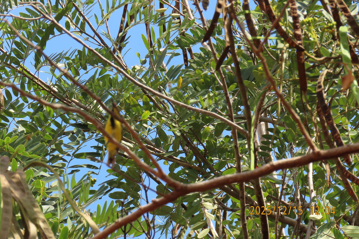 Suimanga Ornado - ML646964401