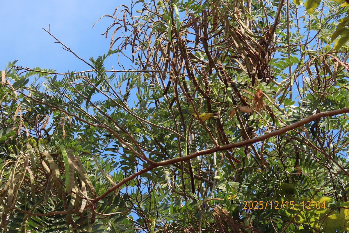 Suimanga Ornado - ML646964402