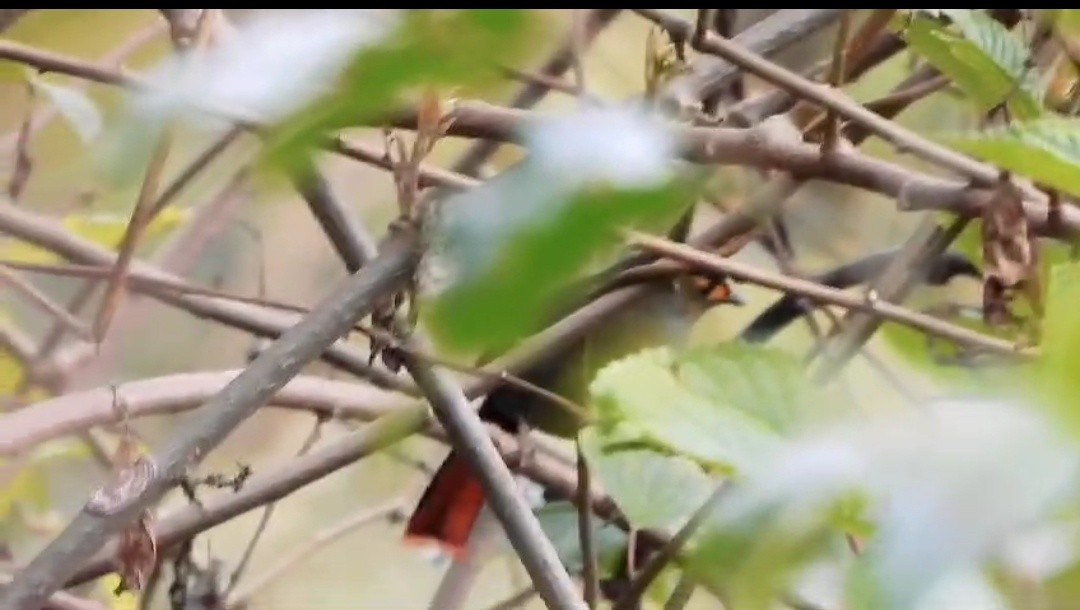 bugunlattertrost - ML646964404