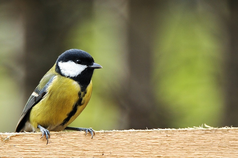 Great Tit - ML646964409