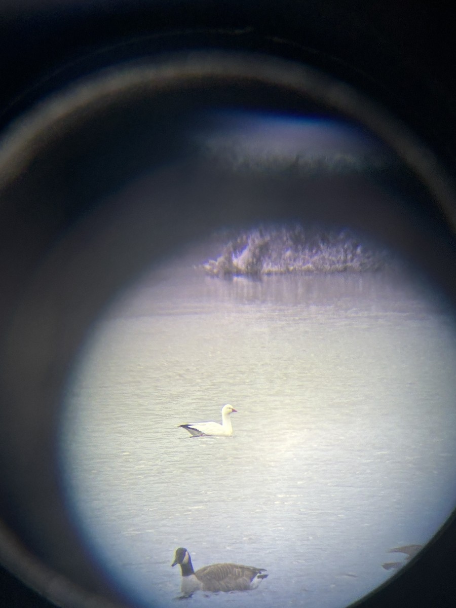 Ross's Goose - ML646964412