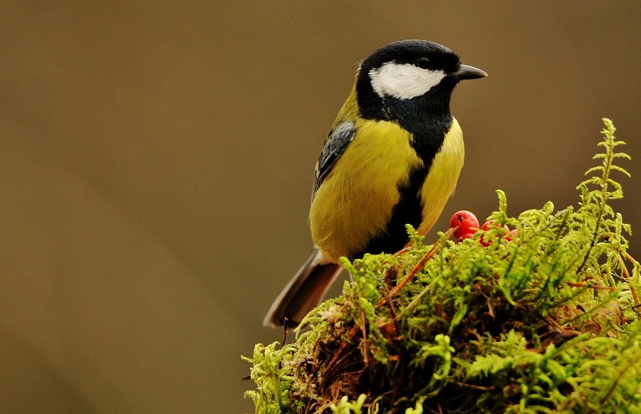Great Tit - ML646964424