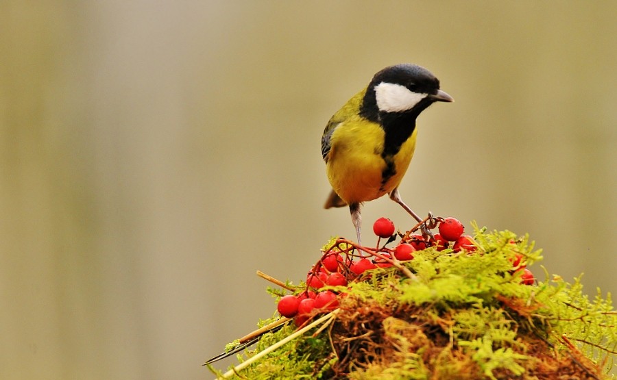 Great Tit - ML646964425