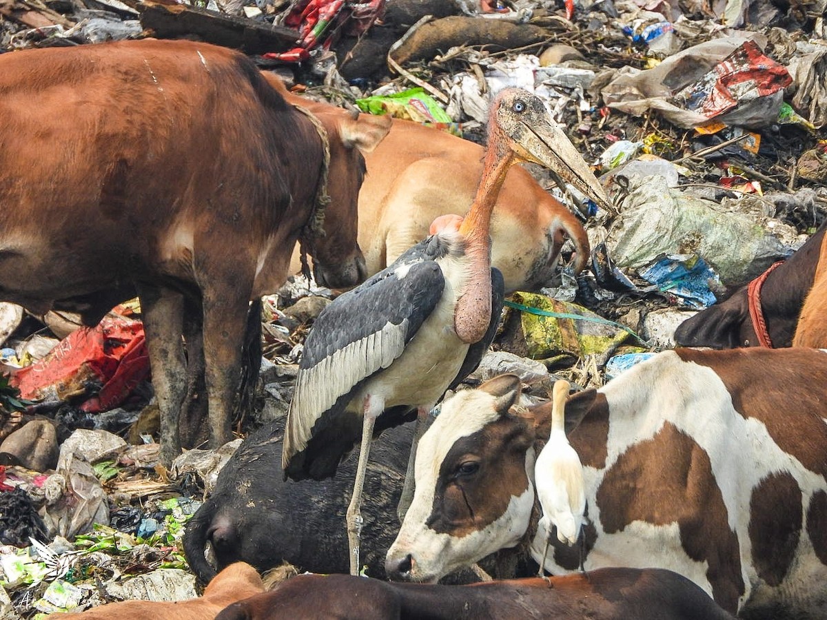 storadjutant - ML646964428