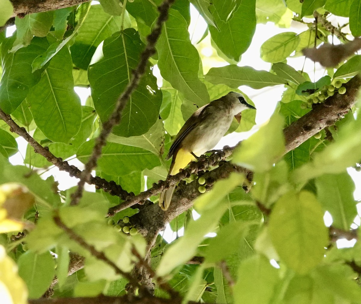 Yellow-vented Bulbul (Sunda) - ML646964429