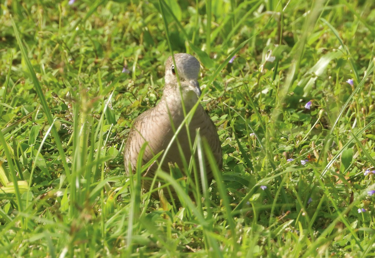 インカバト - ML646964430