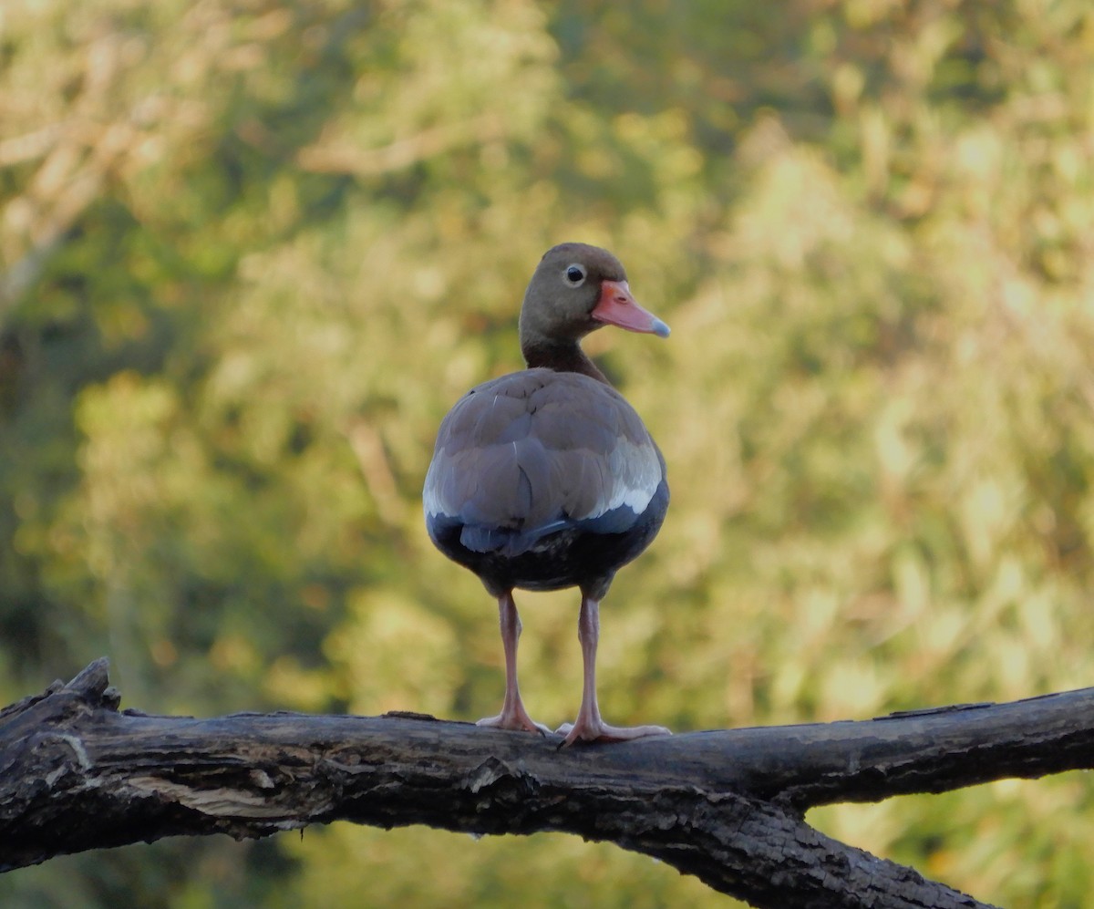 Black-bellied Whistling-Duck - ML646964432