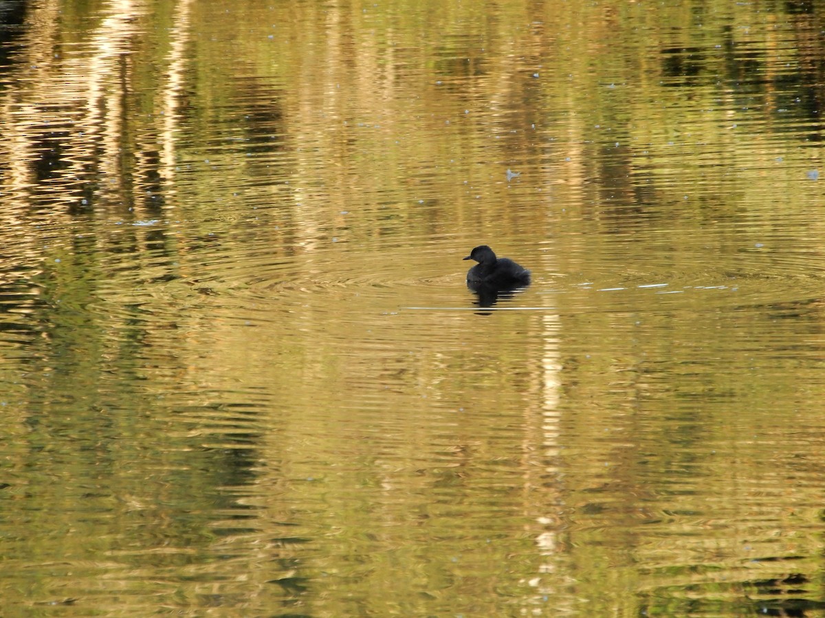 Least Grebe - ML646964433