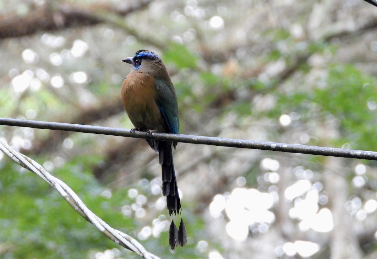 Lesson's Motmot - ML646964434