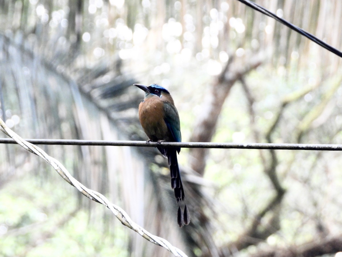 Lesson's Motmot - ML646964435