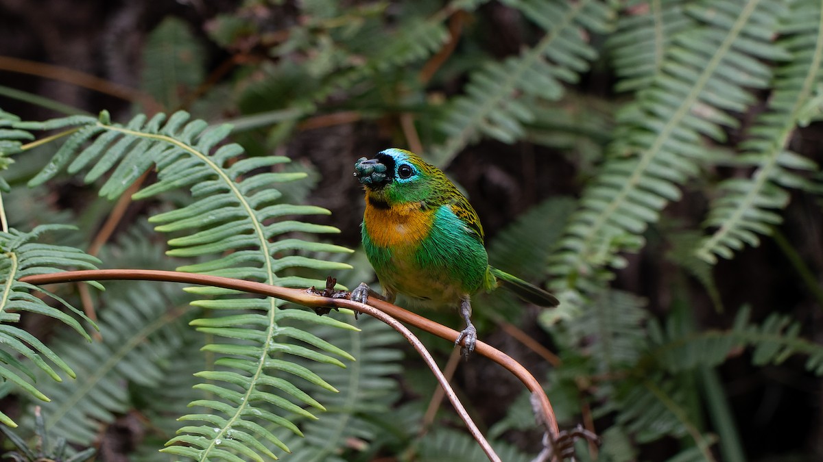 Brassy-breasted Tanager - ML646964442