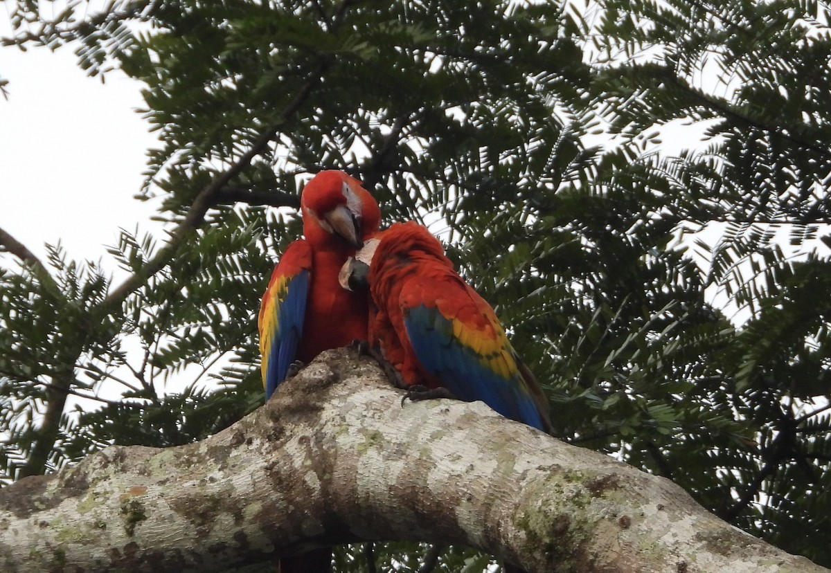 コンゴウインコ - ML646964447