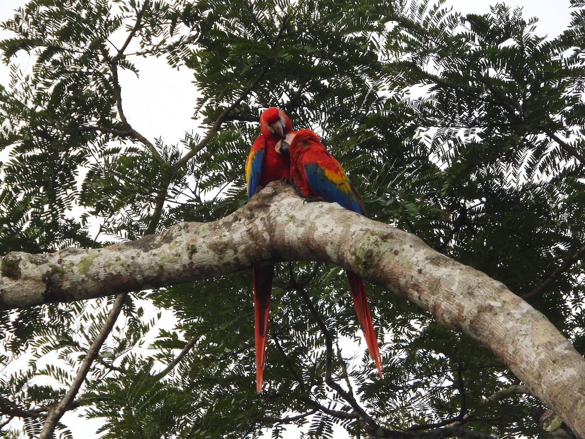 コンゴウインコ - ML646964448