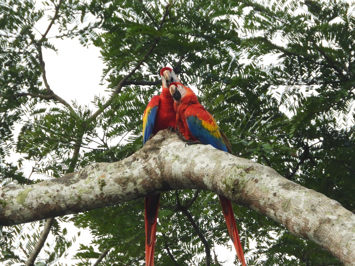 コンゴウインコ - ML646964449