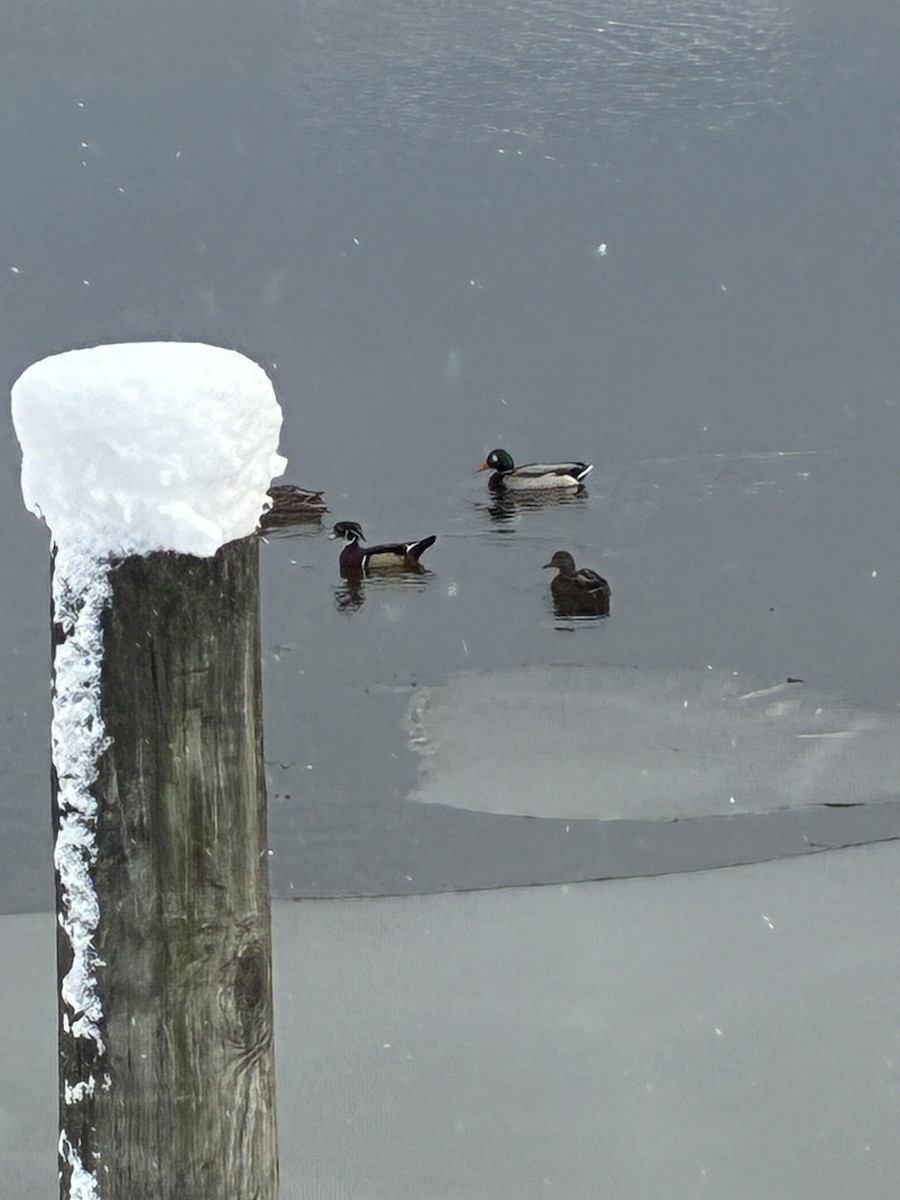 Wood Duck - ML646964450