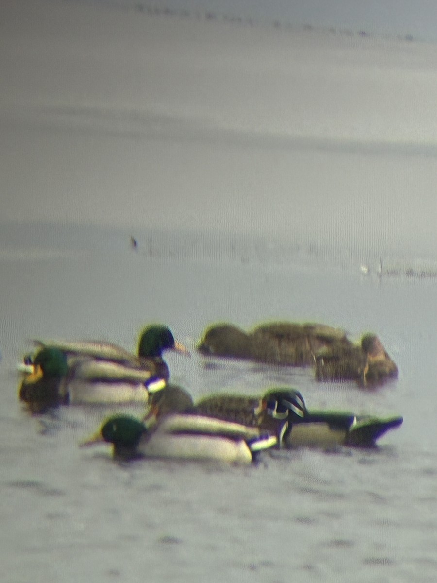 Wood Duck - ML646964451