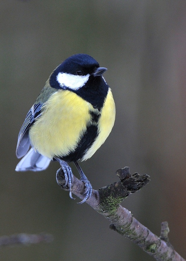 Great Tit - ML646964454