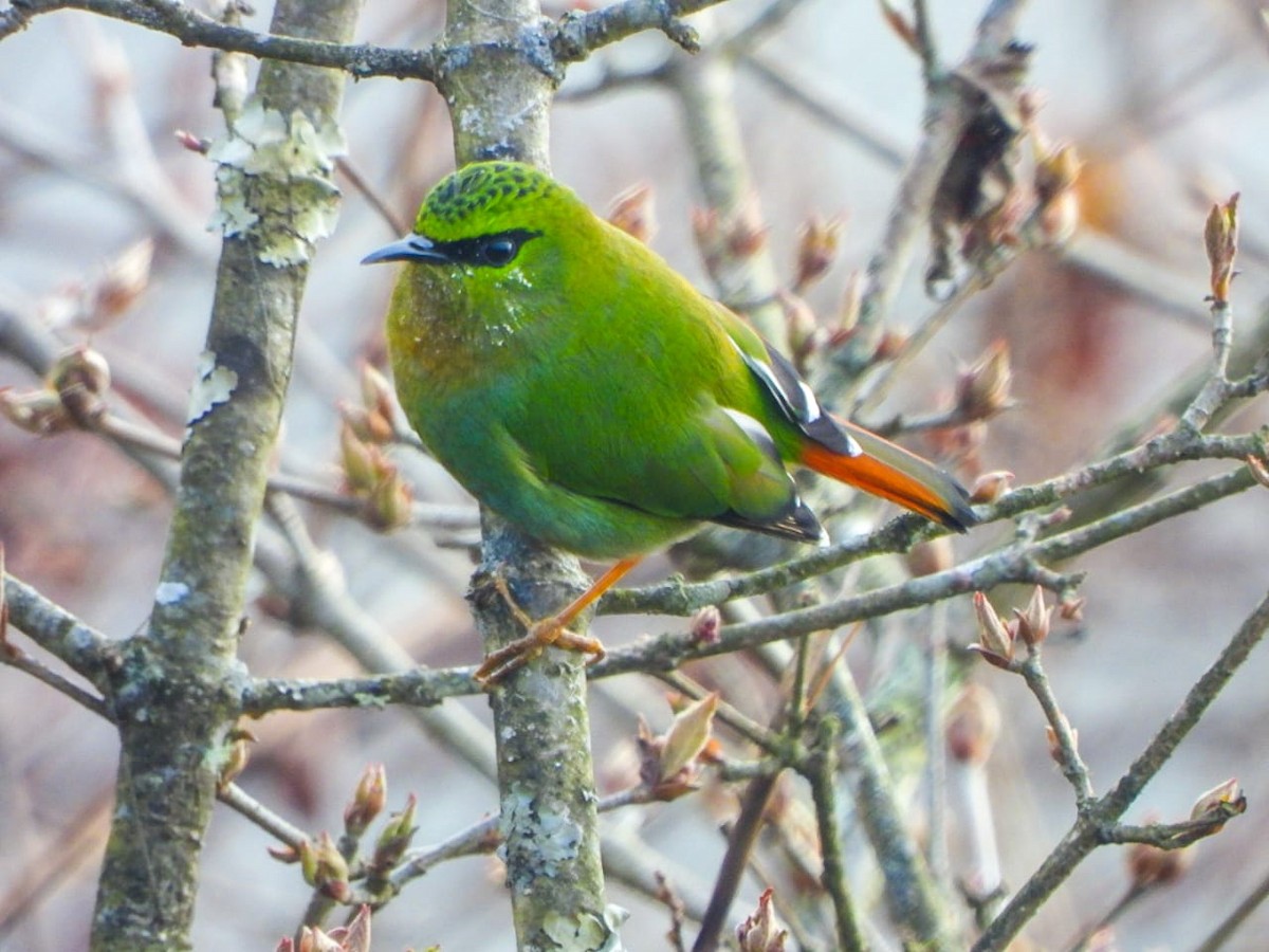 ildstjert - ML646964457