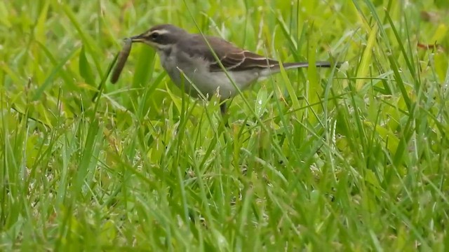 Плиска аляскинська - ML646964459