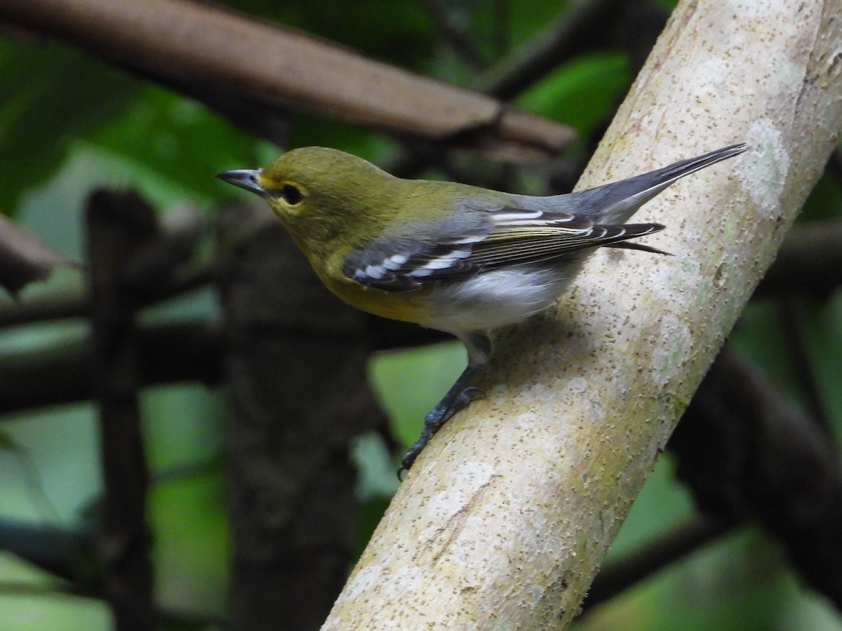 ויראו צהוב-גרון - ML646964461
