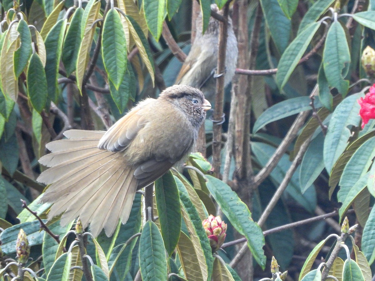 brunbuttnebb - ML646964462