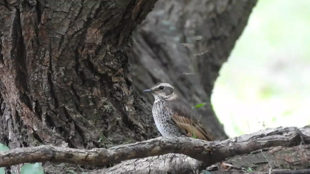 Дрізд темний - ML646964466