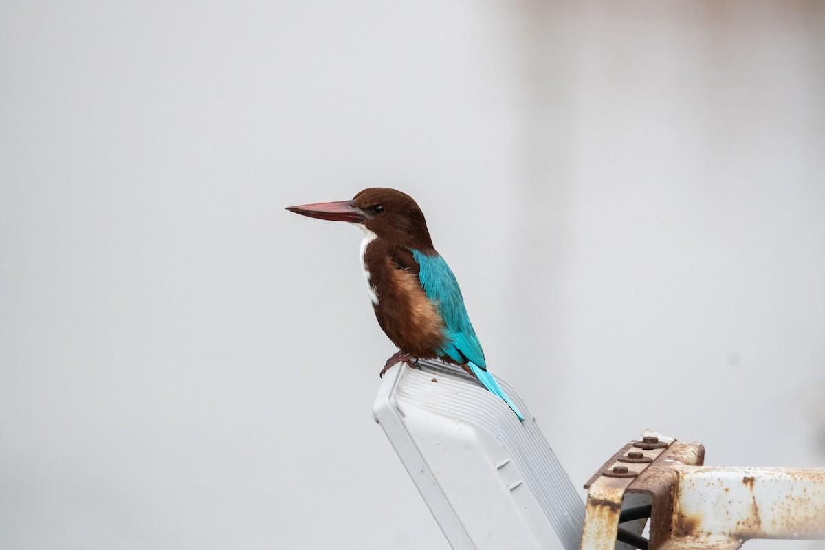 White-throated Kingfisher - ML646964468