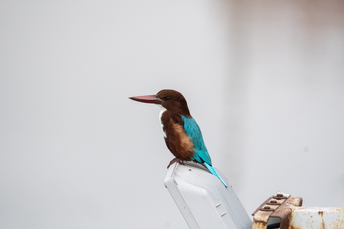 White-throated Kingfisher - ML646964469