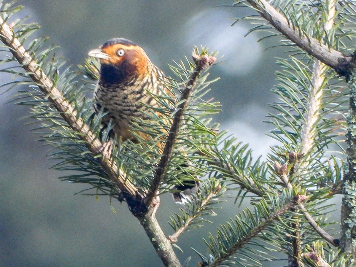 plettlattertrost - ML646964470